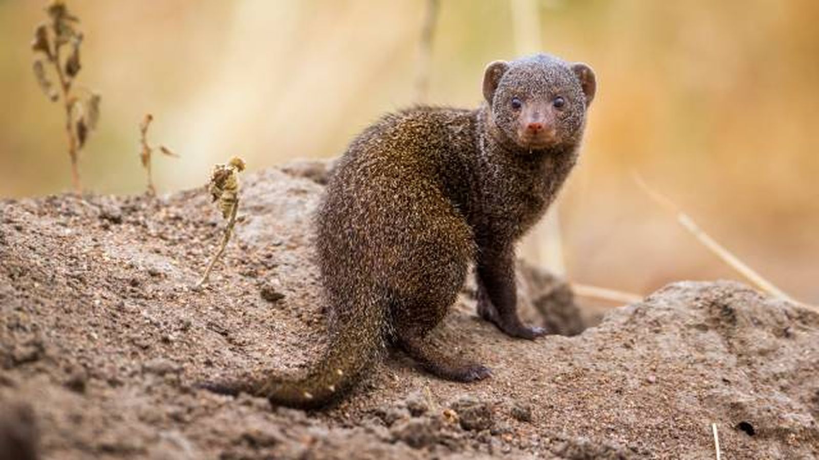 animales que empiezan por M mangosta