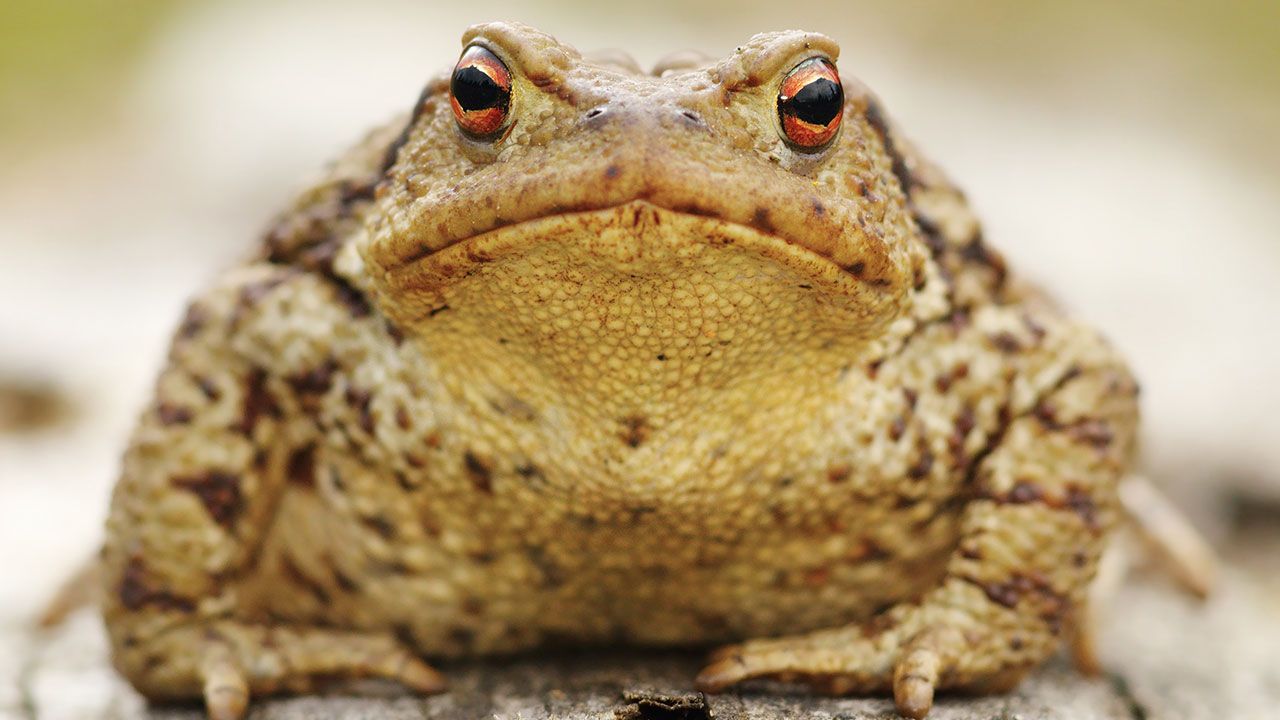 Sapo Bufo mito