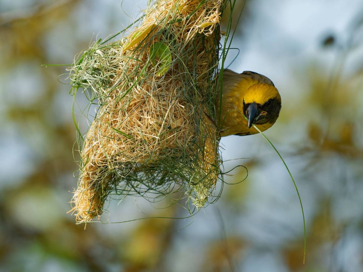 El tejedor es capaz de crear auténticas obras maestras colgantes.