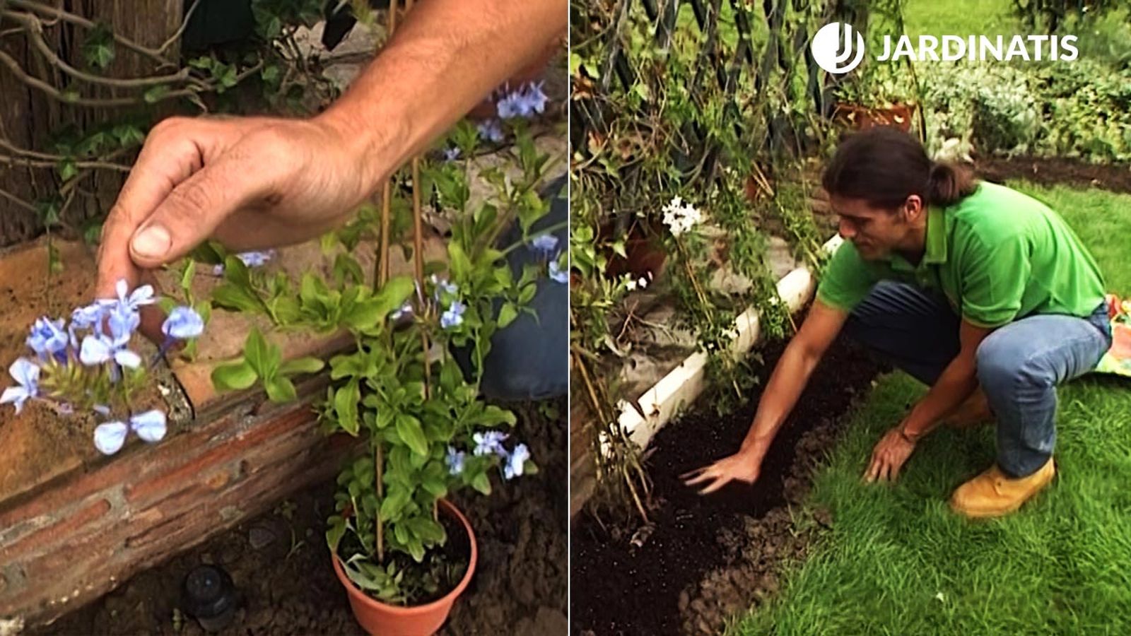 plantacion enredaderas plumbago capensis solanum brico 360 jardin