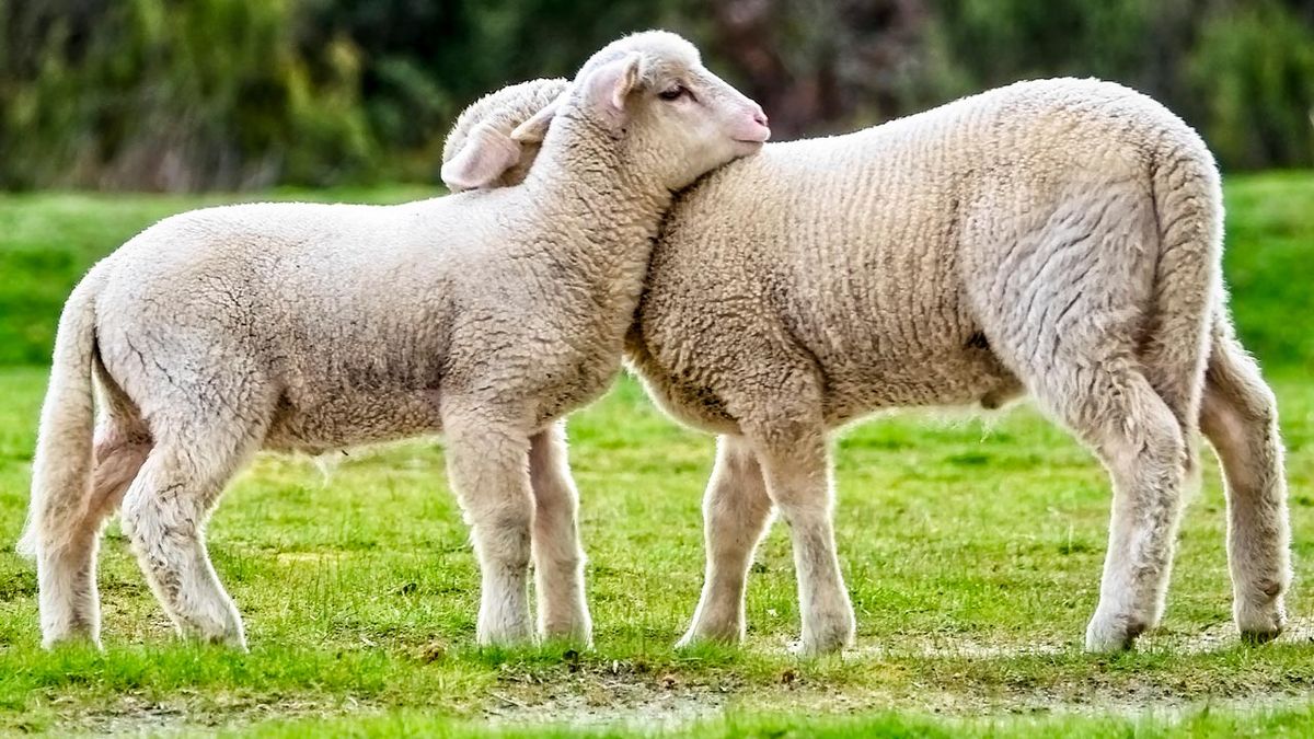 mejores abrazos mundo animal 7