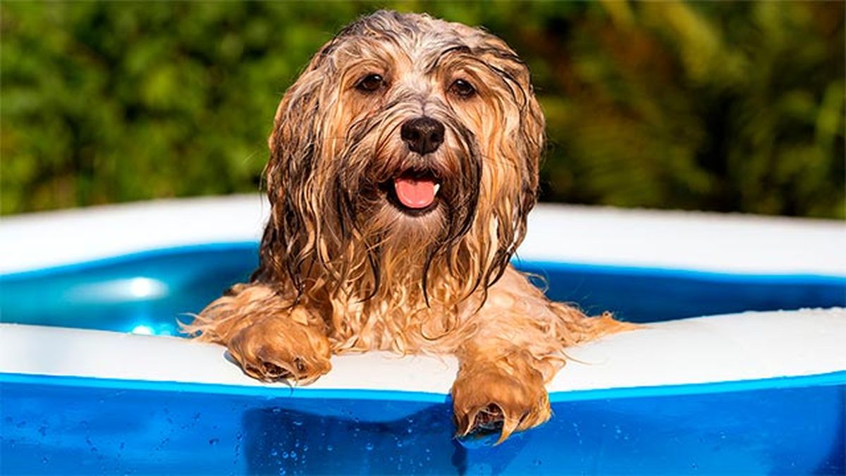 mascotas consejos perros golpes calor