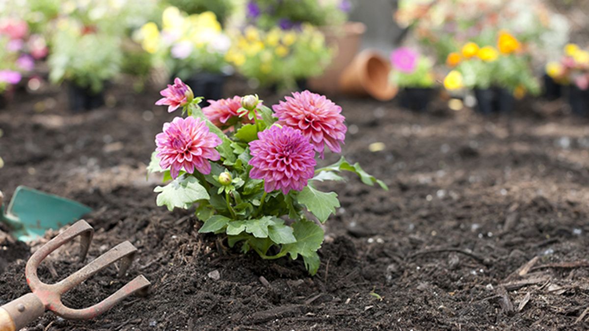 plantacion de dalias rosa en el jardin xl brico 547