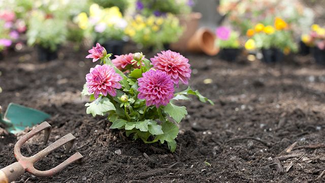 plantacion de dalias rosa en el jardin xl brico 547