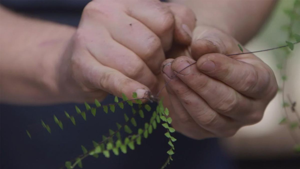 brico 1017 jardin Helecho nuevas plantulas