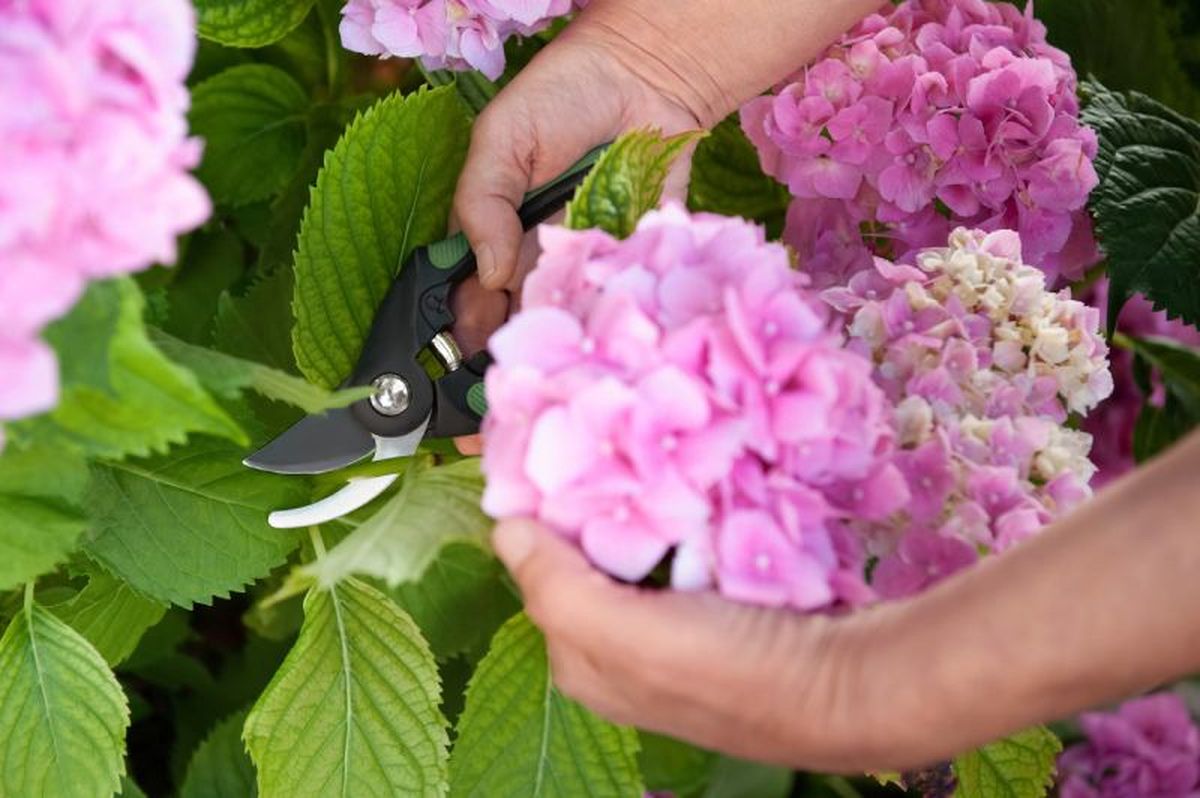 Hortensias de flor rosa