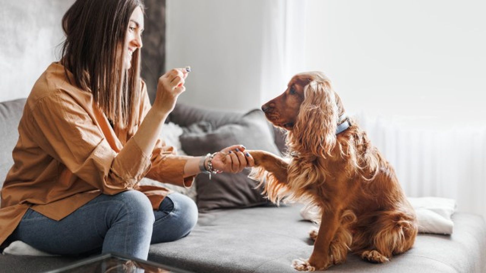cocker spaniel 6