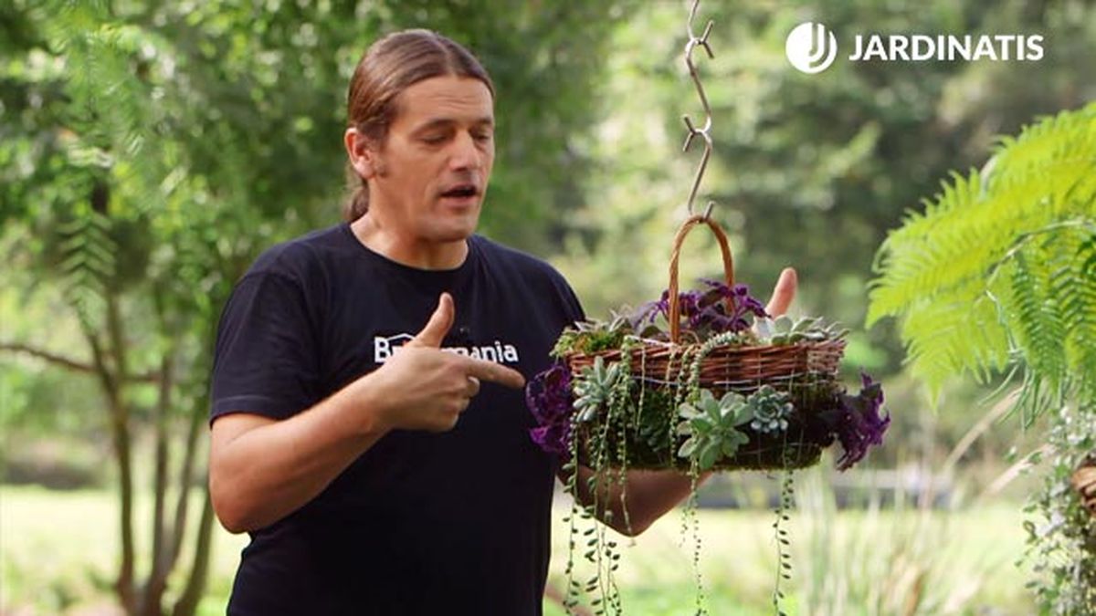 Briconsejo 925 3 cesto plantas suculentas detalle final