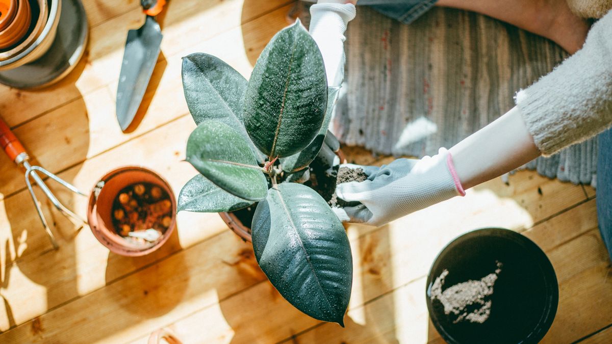 cuidados caracteristicas ficus elastica