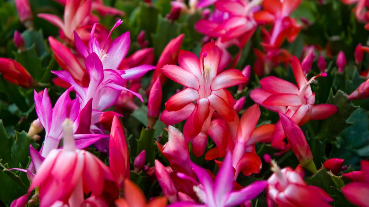 cactus de navidad flores