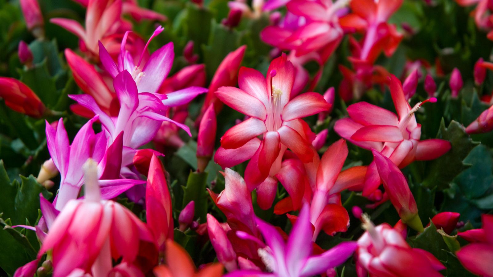 cactus de navidad flores