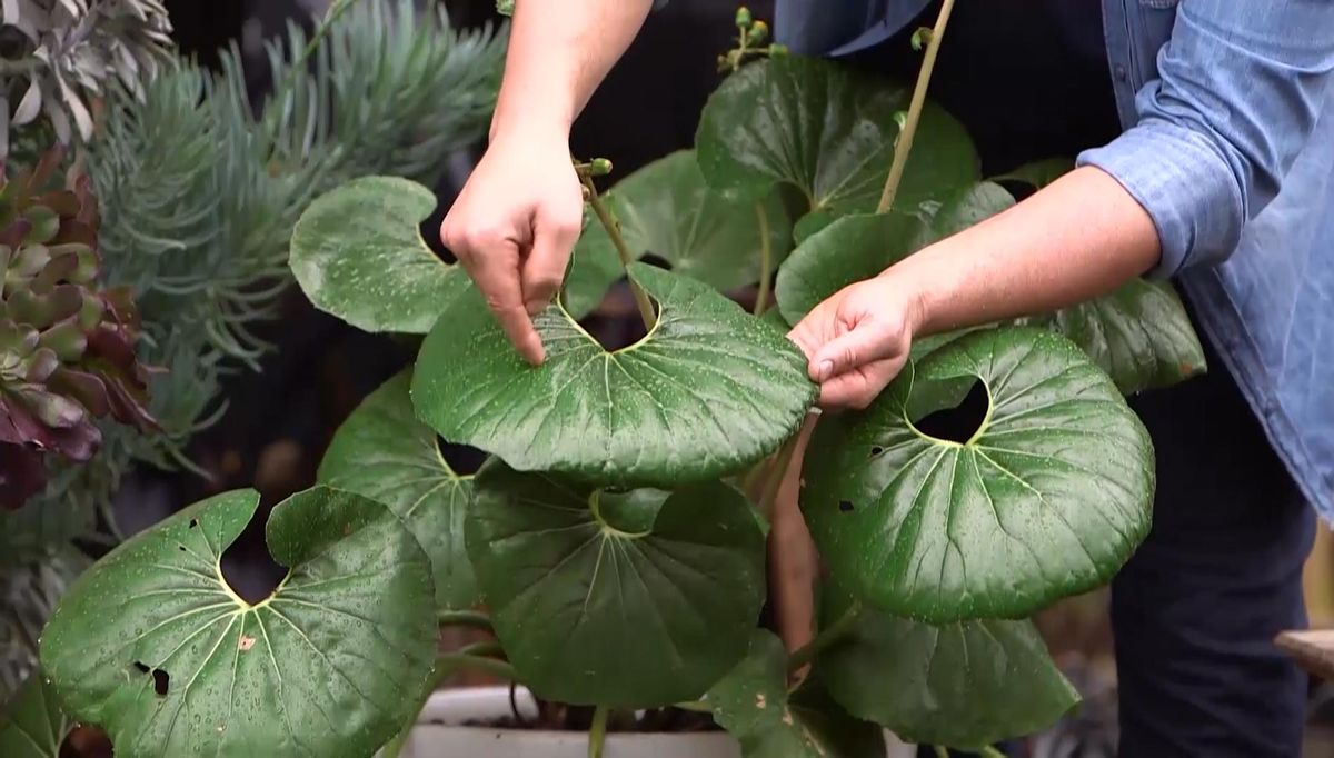 973 boina de vasco hojas nervatura