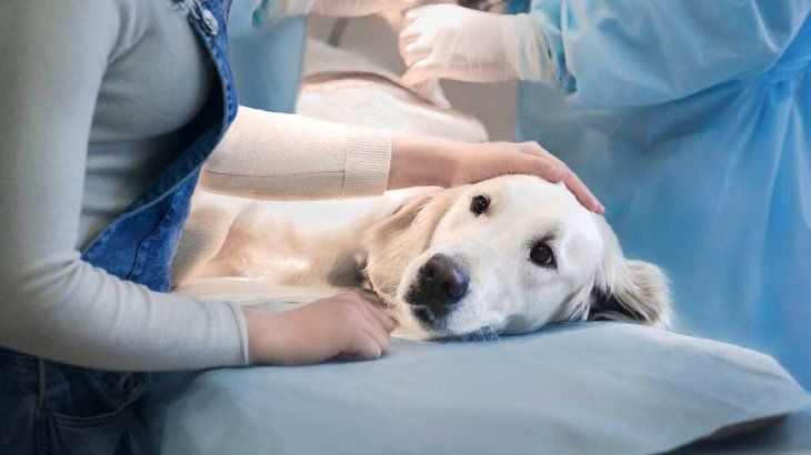 pancreatitis en perros 1