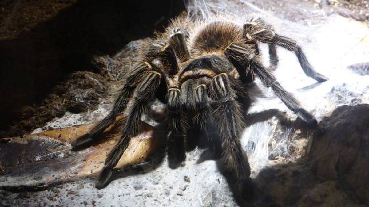 tarantula goliat arana mas grande del mundo venenosa