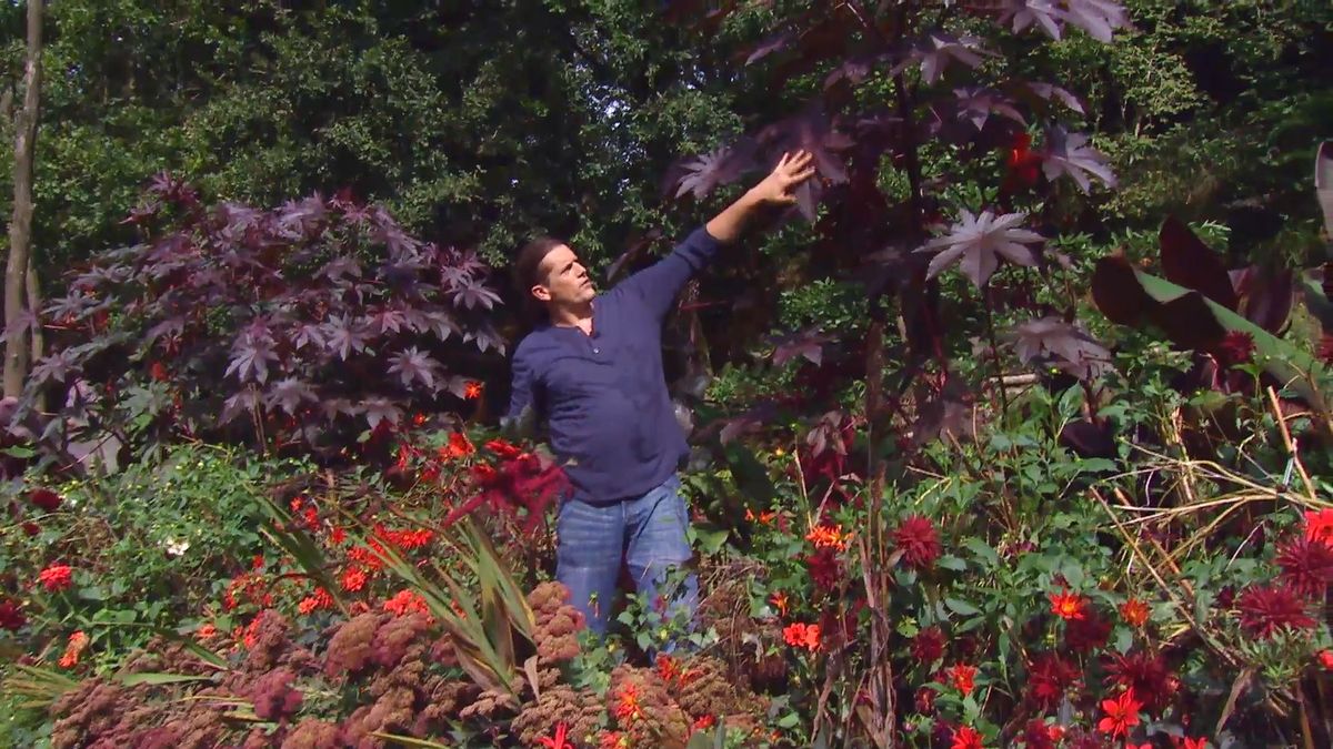 Decogarden 668 identificar dalias ricino