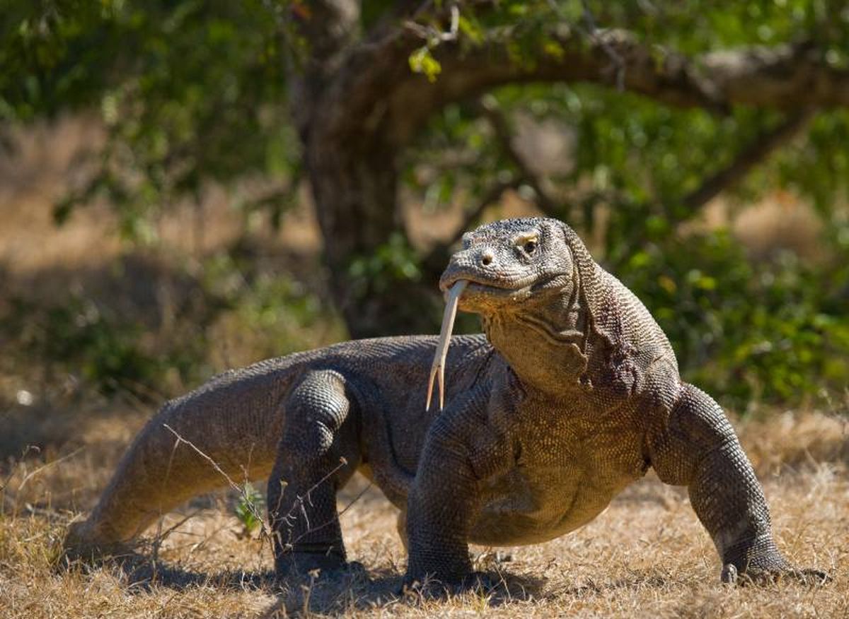 Sabemos que estos curiosos reptiles en cautiverio pueden alcanzar hasta los 60 años.
