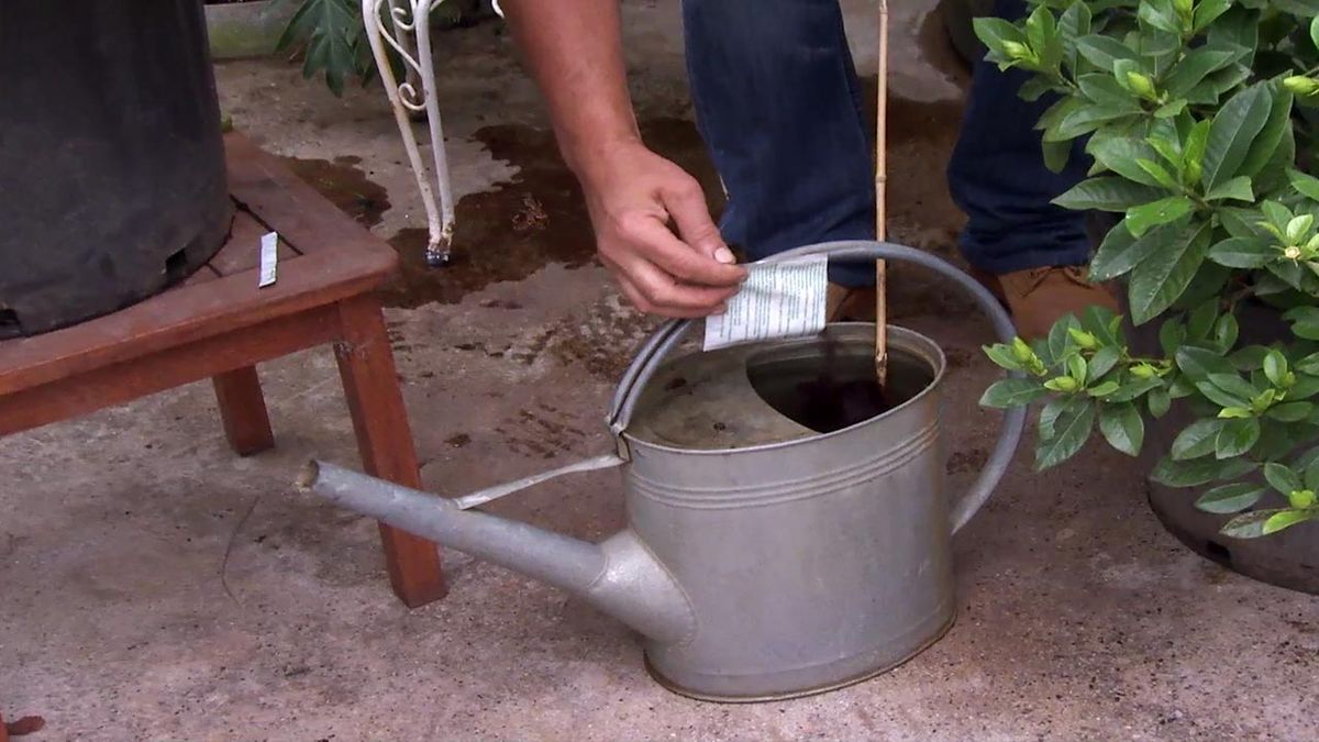 deco 742 gardenia quelato