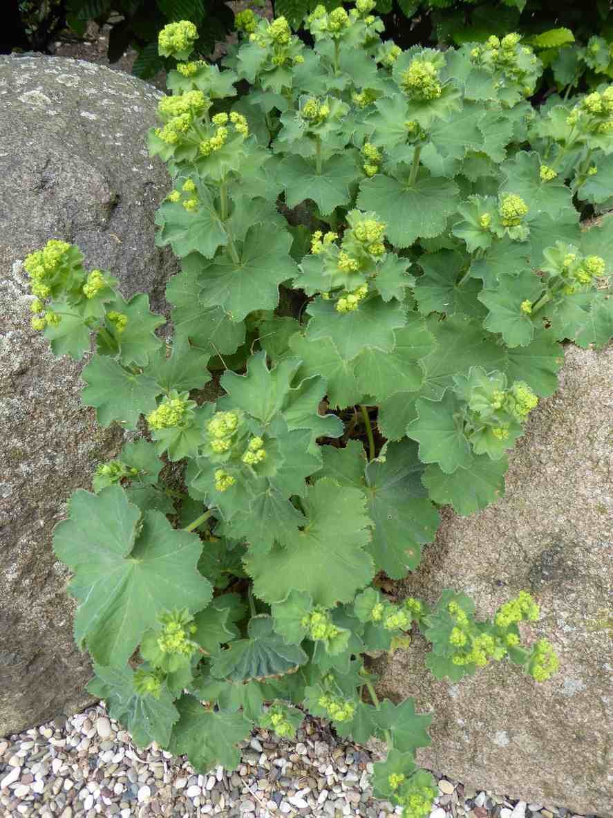 planta de pie de leon