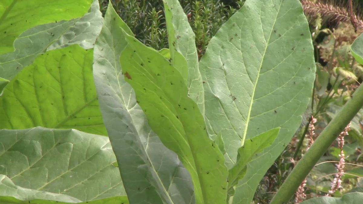deco 749 jardineria planta tabaco silvetsre hojas pegajosas