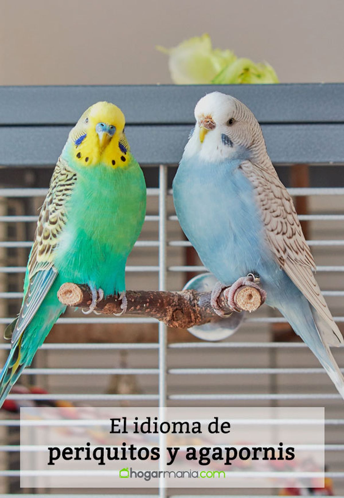 idioma periquitos agapornis v