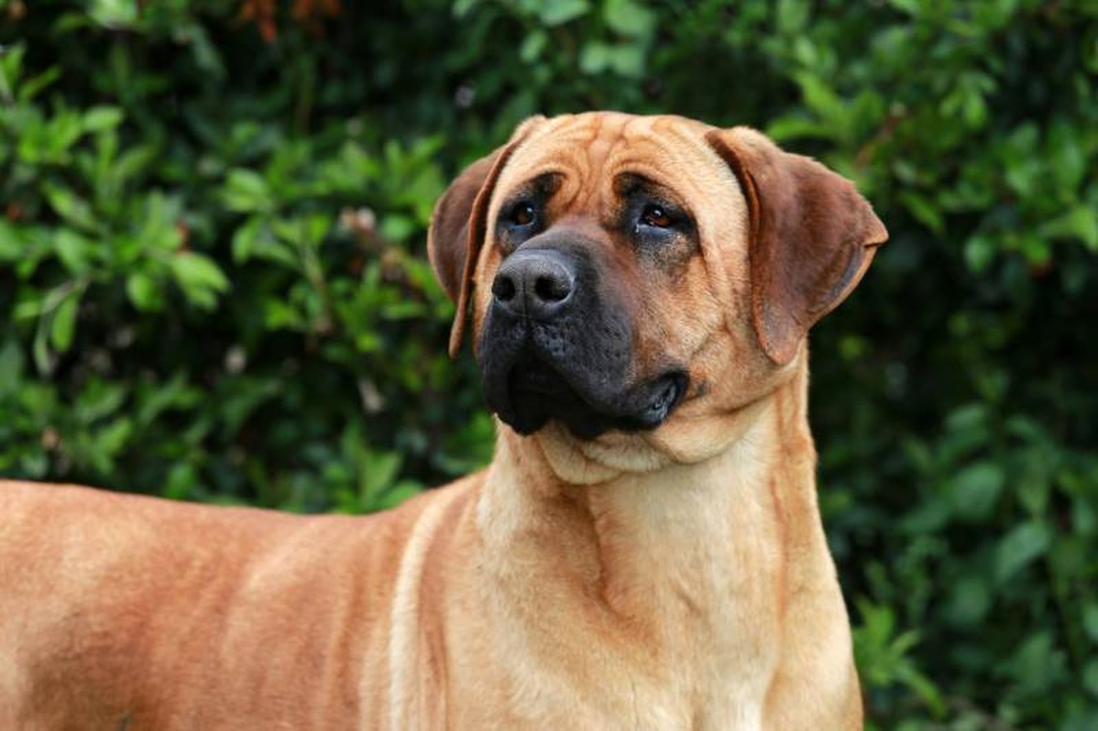 El tosa es un perro con mucho potencial y puede convertirse en un compañero de vida excelente.