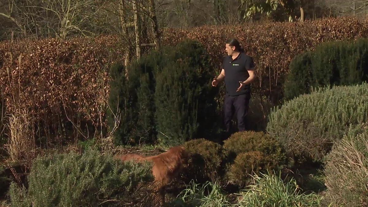 deco 764 jardin tejo como planta arte topario