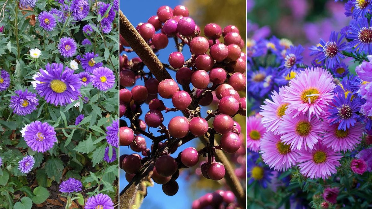 plantas para otono xl