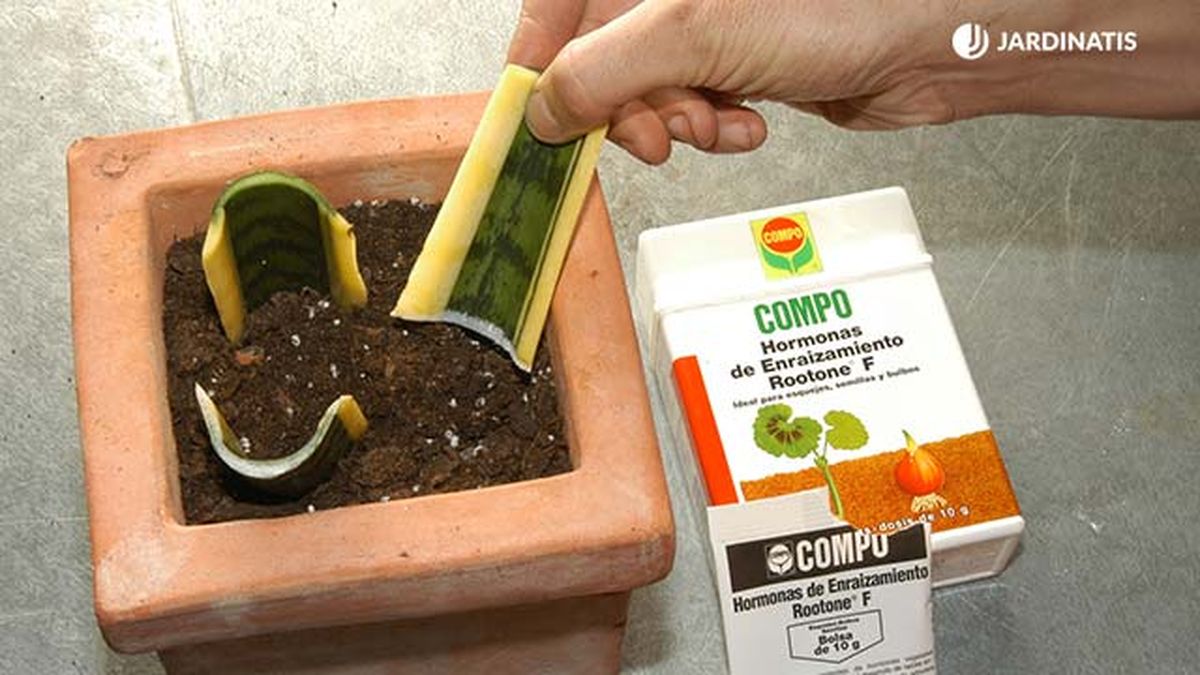 Plantar y reproducir sansevieria o lengua de tigre   reproducir