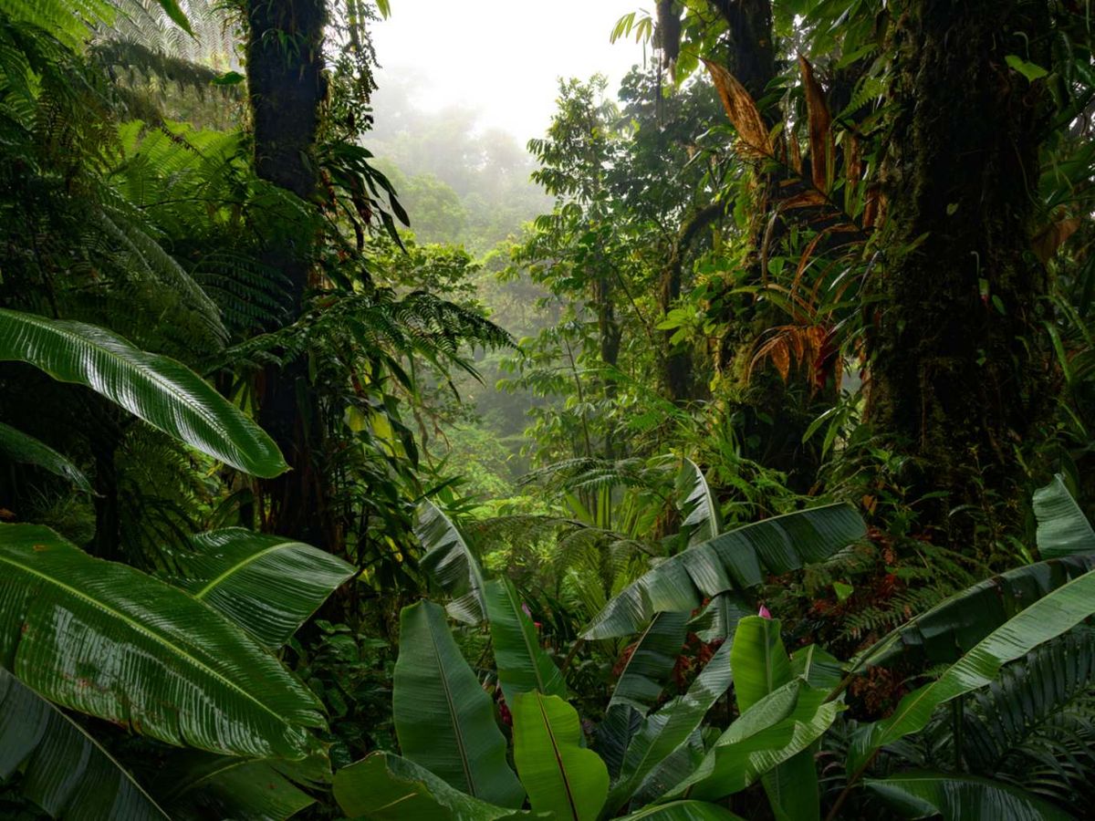 Los bosques tropicales desempeñan un papel crucial en el mantenimiento del equilibrio ecológico del planeta.