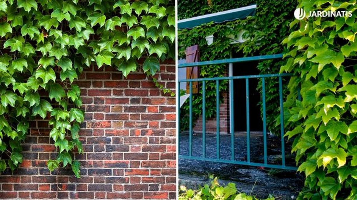 diferencias hiedra parra virgen