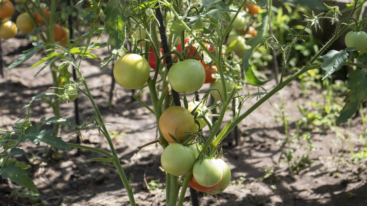 como evitar oidio arana roja en los tomates huerta xl