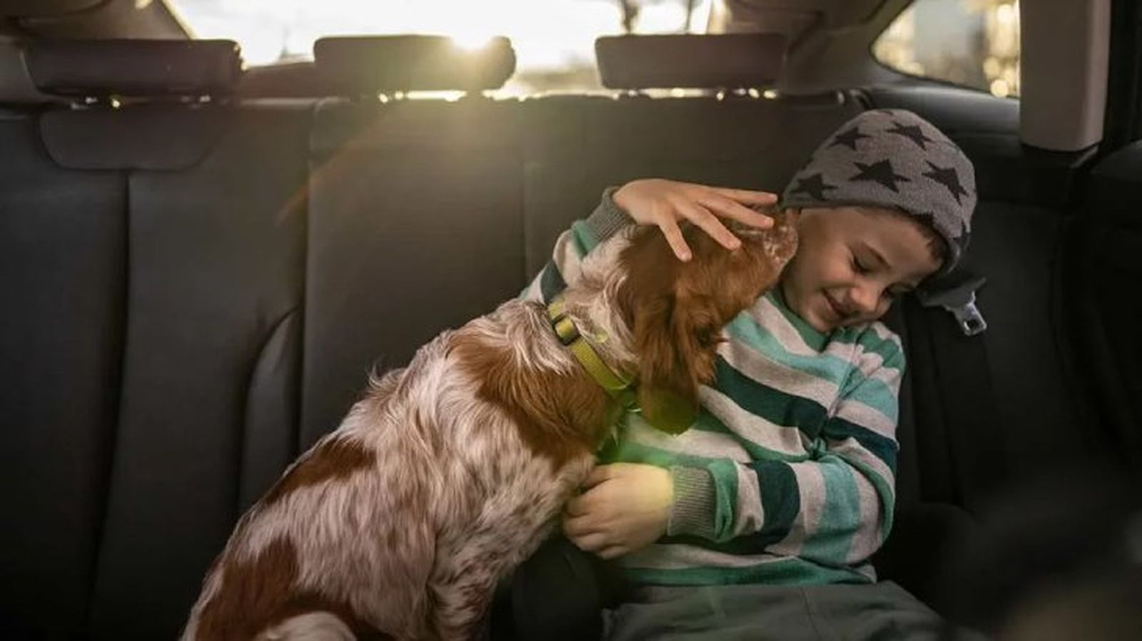 como llevar al perro en coche 4