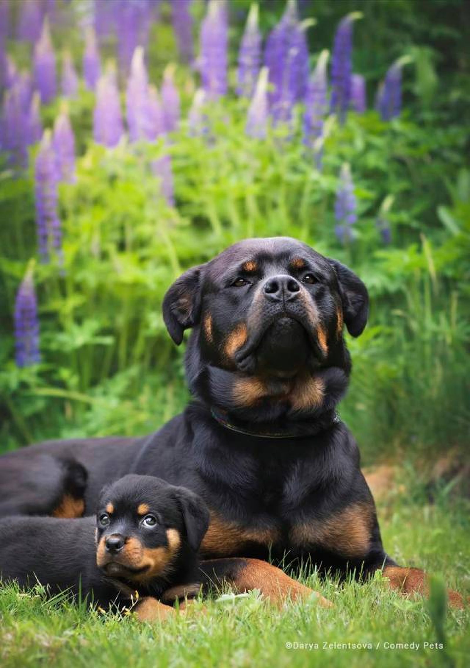 finalista20 premios fotografia Comedy Pet Photo Awards 2023