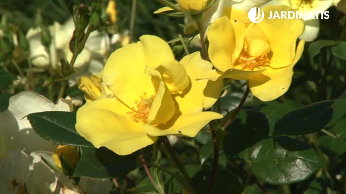 flores amarillas del Rosal Bet Figueras deco 622