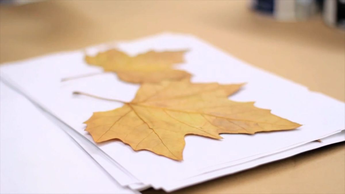 Pintar y decorar hojas secas paso 1