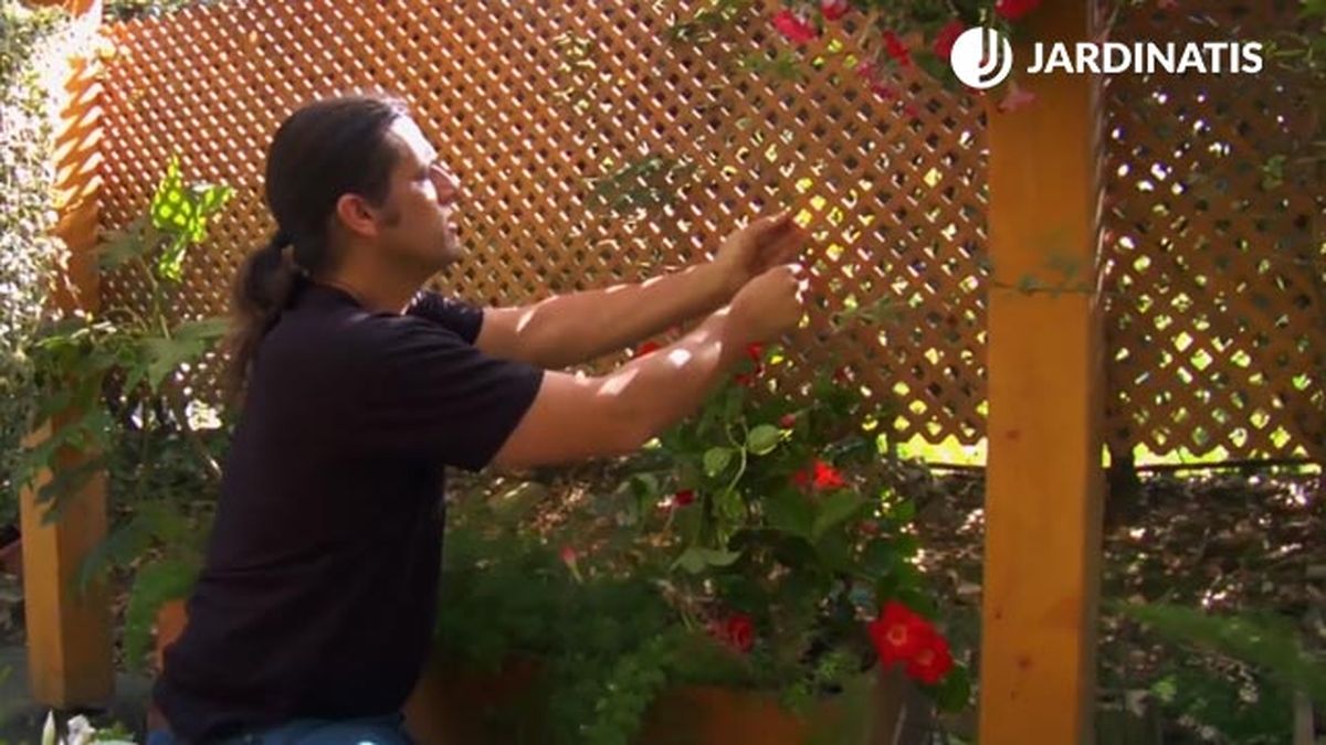 plantacion de dipladenia en una jardinera con celosia