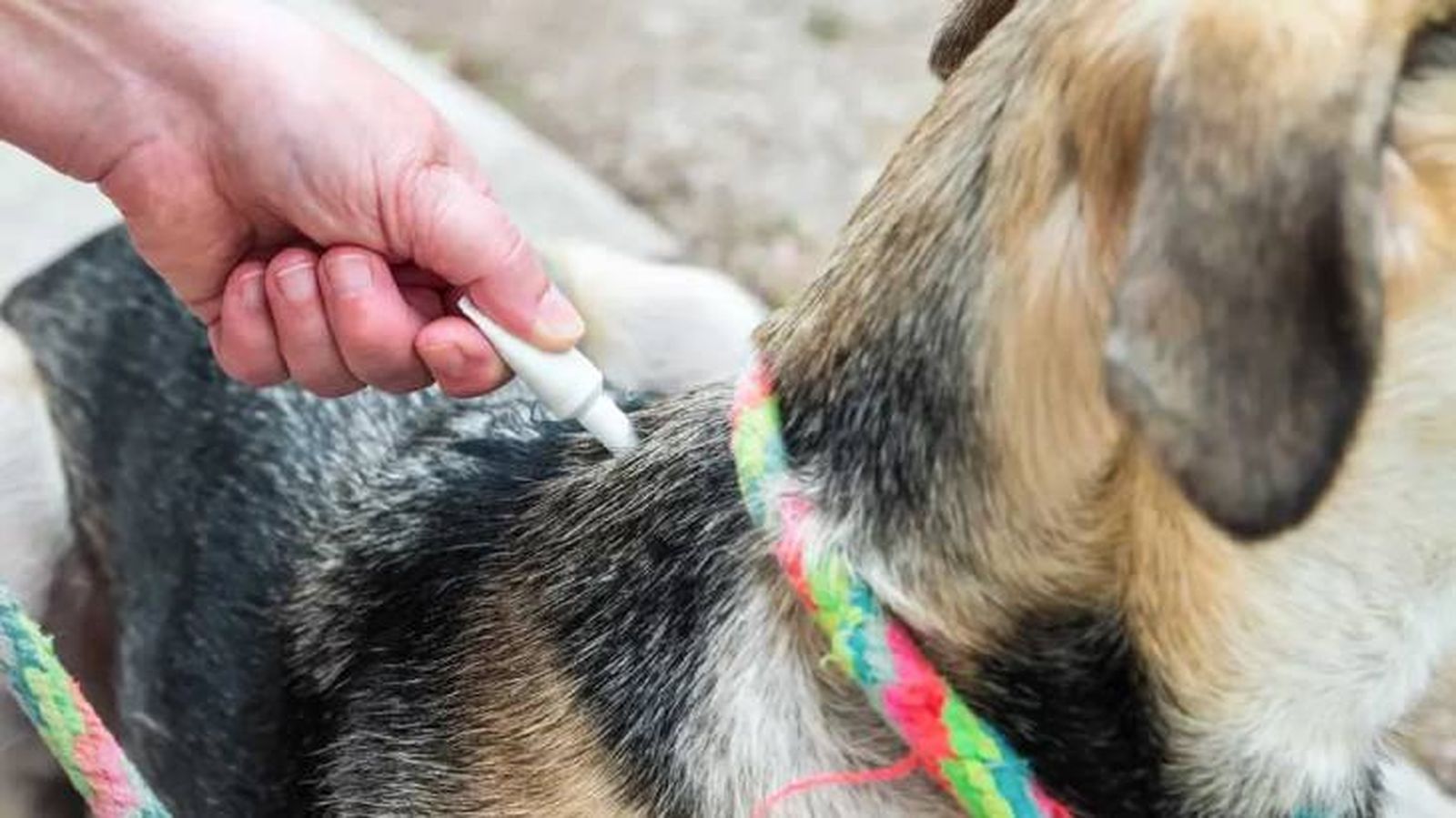 como quitar una garrapata a un perro 9.jpg