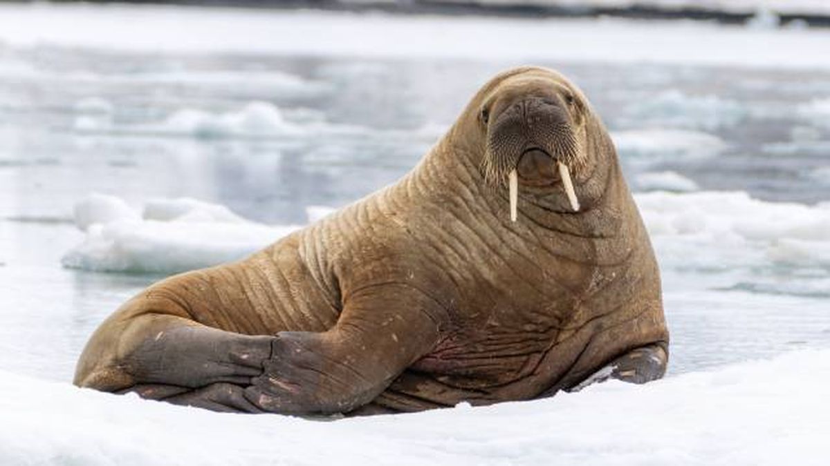 animales que empiezan por M morsa