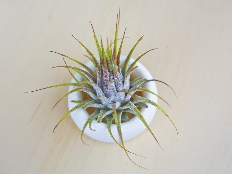 Es una planta muy fácil de cuidar