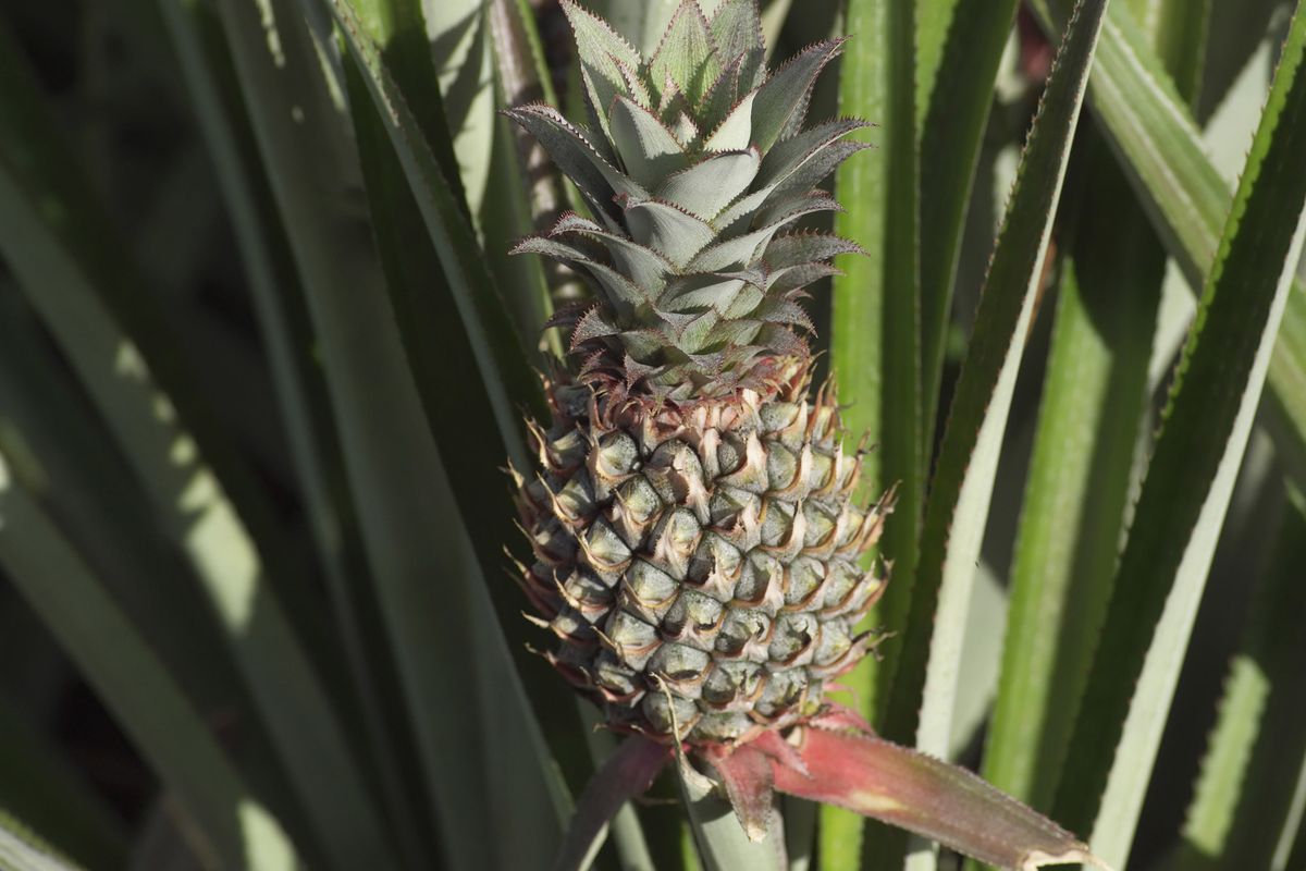 Cómo reproducir la piña