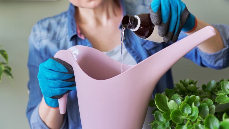 Diluye el agua oxigenada para su correcta aplicación en las plantas