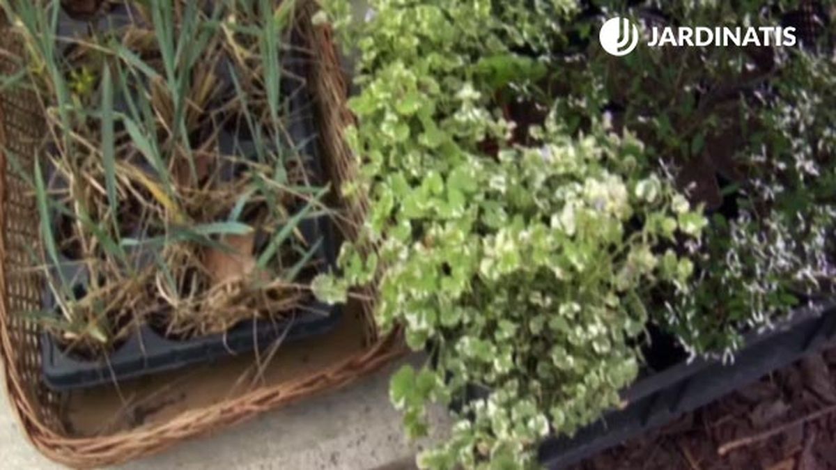 Glechoma hederacea variegata para decorar entrada casa primavera verano deco 576 jardin