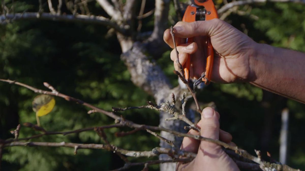 brico jardin 895 poda frutales invierno