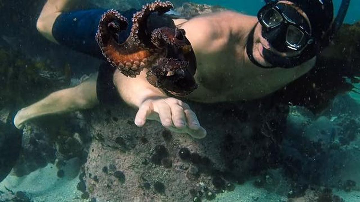 lo que el pulpo me enseño netflix