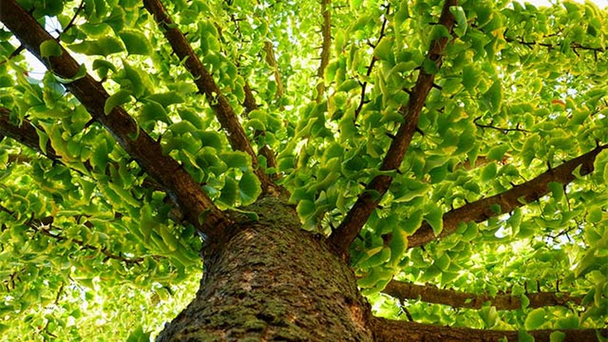 arbol de ginkgo biloba