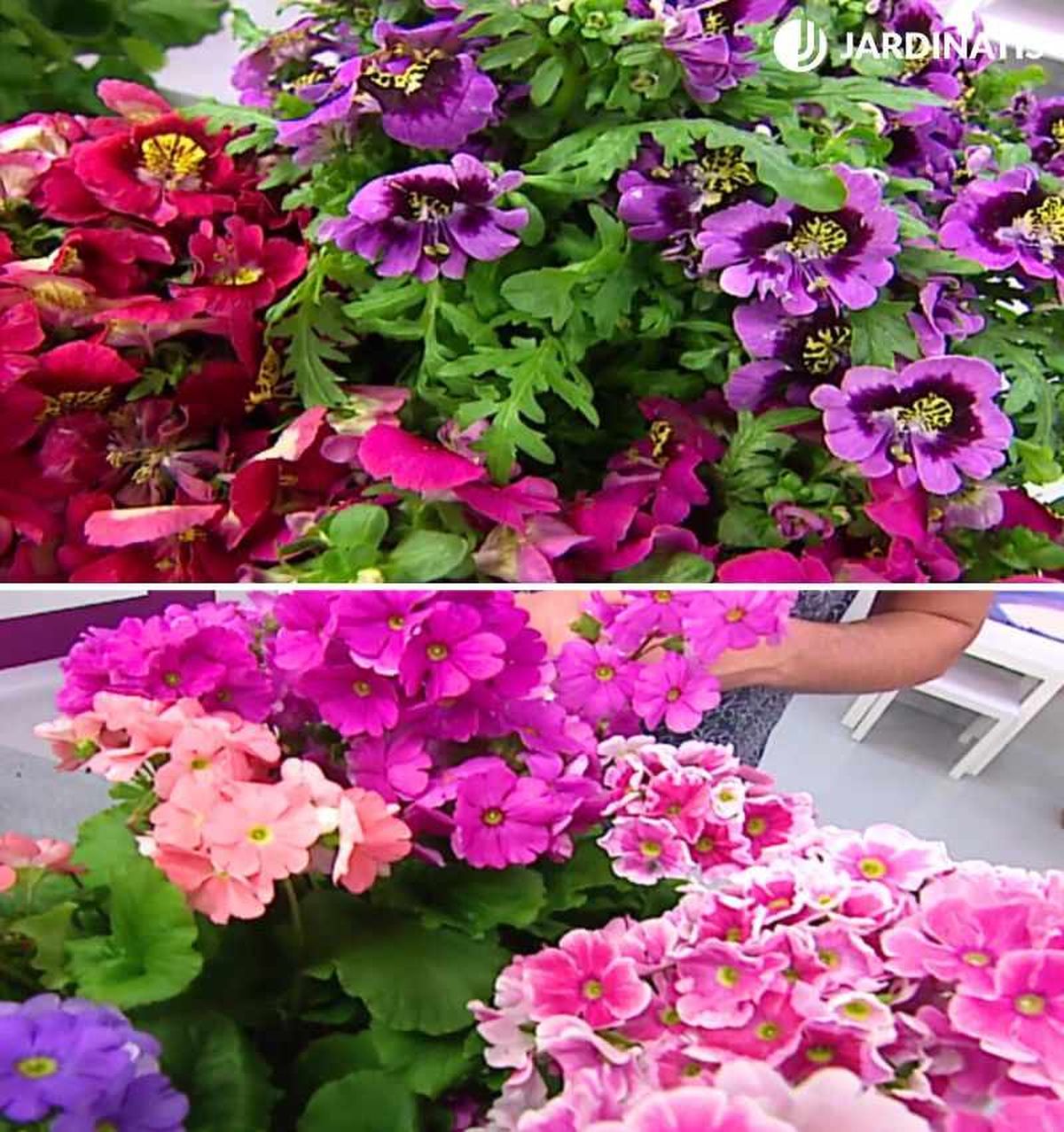 La combinación de las flores schizanthus y las prímulas queda de maravilla.