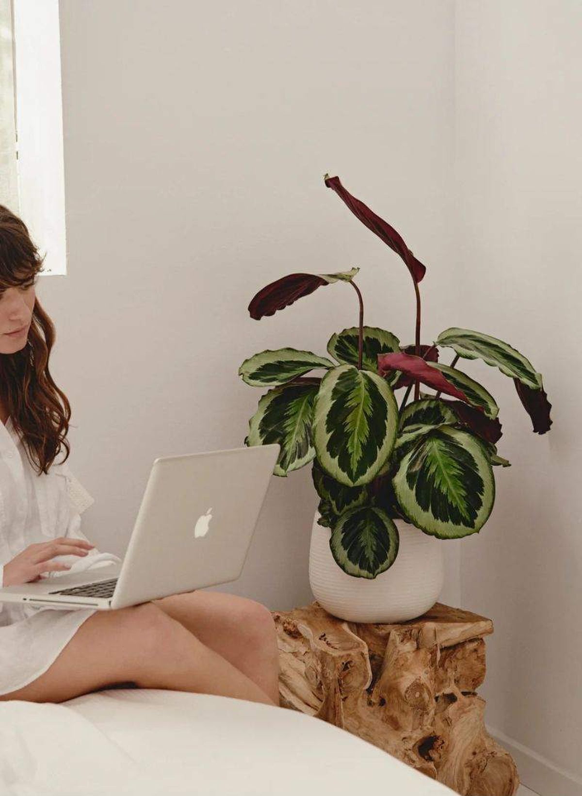 La Calathea Medallion es una planta muy decorativa