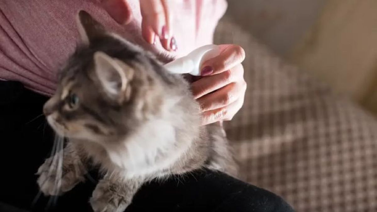 piojos en gatos 5