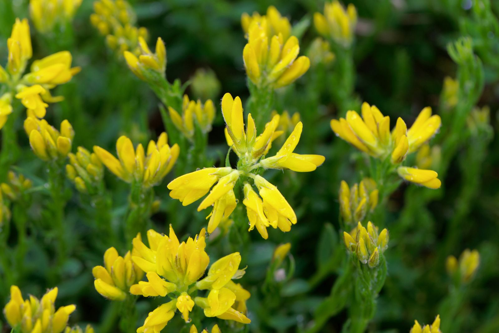 genista caracteristicas cuidados plantacion en el jardin
