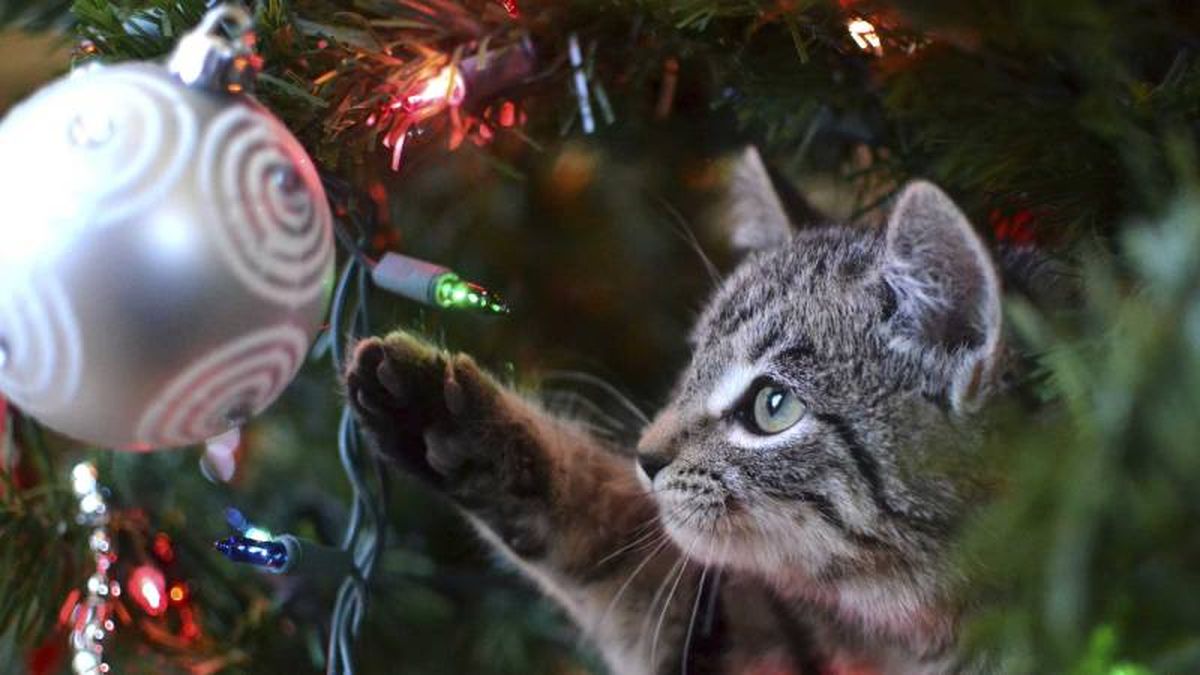 Evita las bolas decorativas de cristal y elige esferas de fieltro o cuerda.